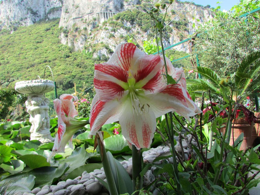 B&B Palazzo A Mare Capri Dış mekan fotoğraf