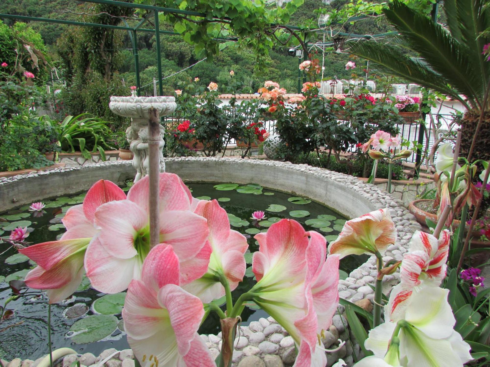 B&B Palazzo A Mare Capri Dış mekan fotoğraf