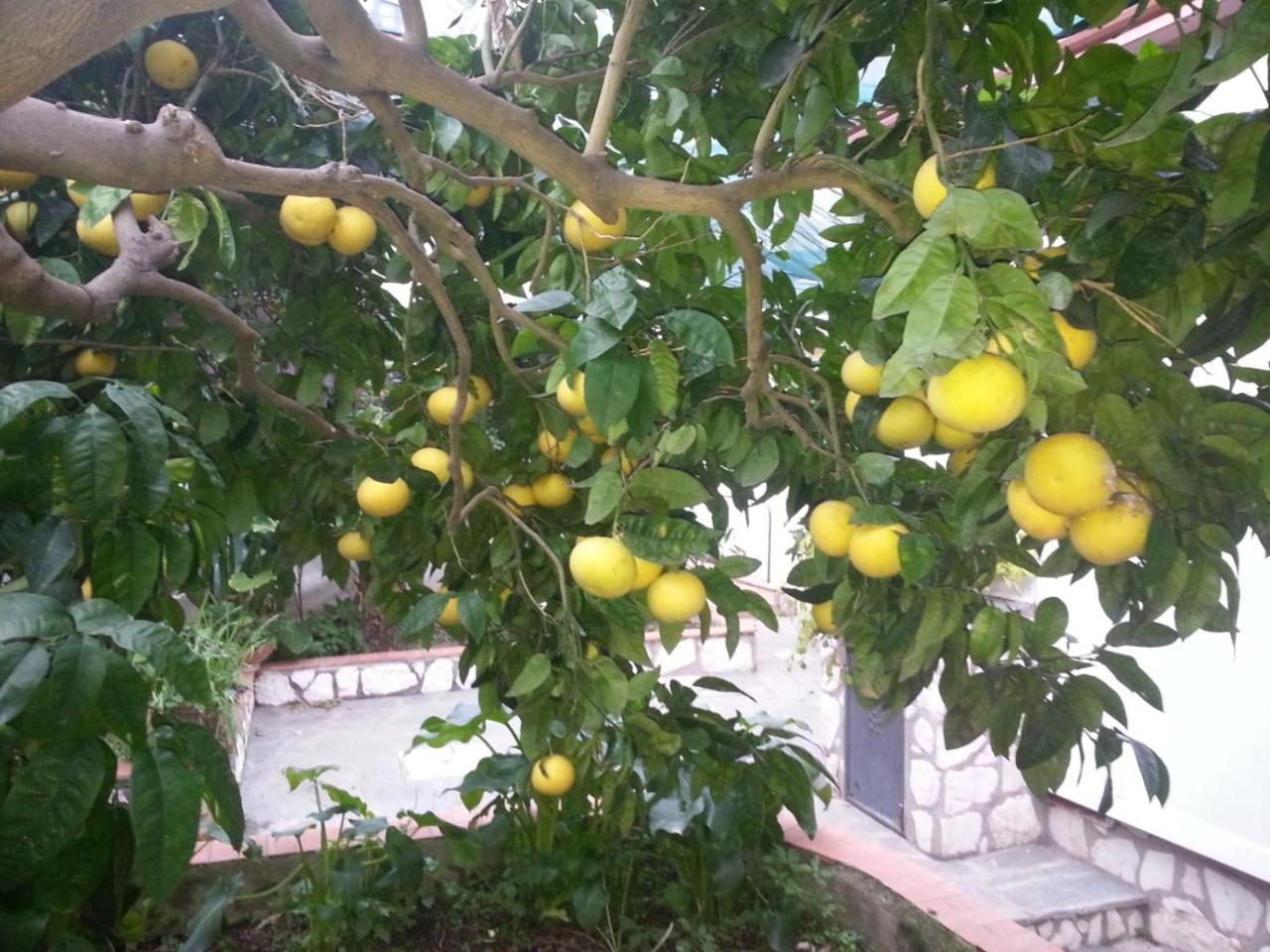 B&B Palazzo A Mare Capri Dış mekan fotoğraf